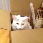 My cat Curbi sat in a box