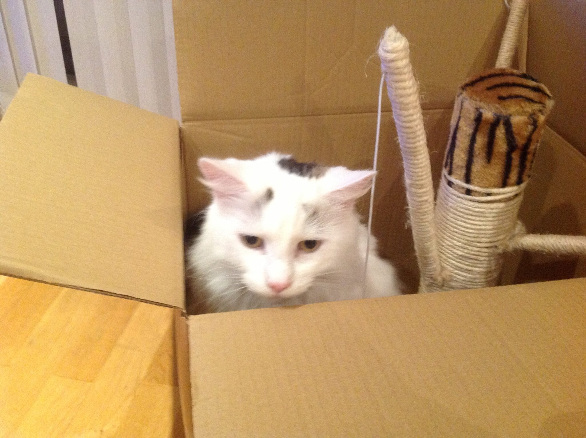My Cat Curbi Sat in a Box - Manchester Removals & Storage - Manchester Removals & Storage